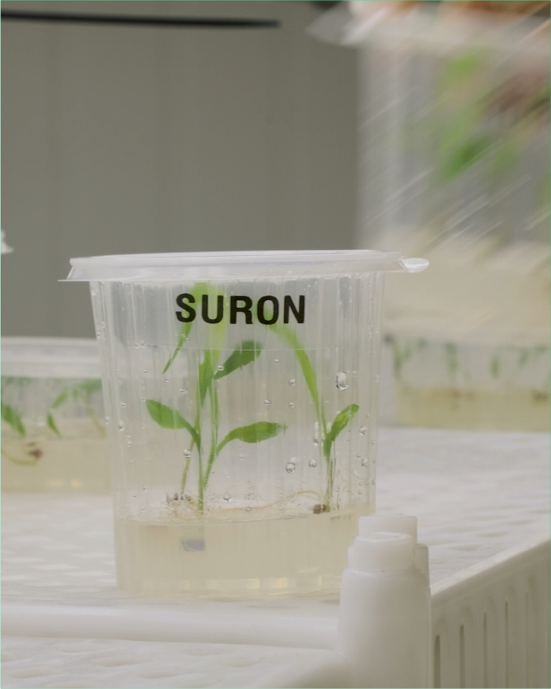 Video SURON - Control de malezas